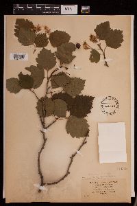 Crataegus submollis image