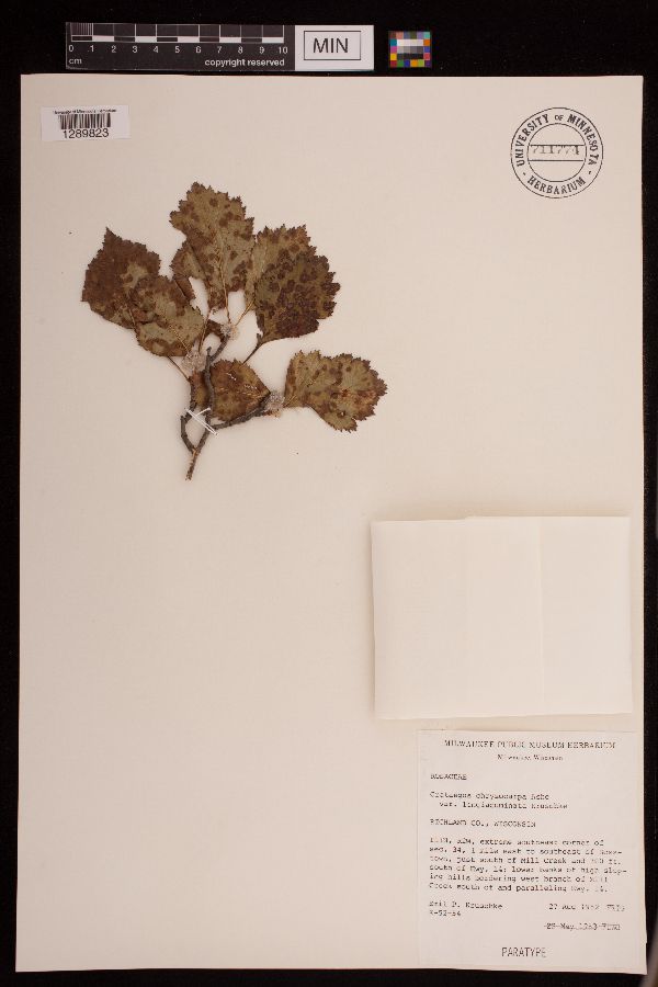 Crataegus chrysocarpa var. longiacuminata image