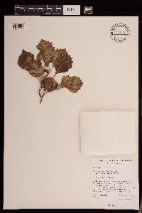 Media resource of Crataegus chrysocarpa