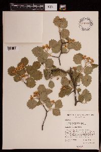Crataegus chrysocarpa var. longiacuminata image