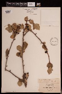 Crataegus gaylussacia image