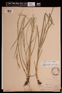Carex biltmoreana image