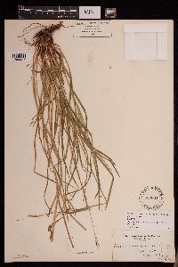 Image of Carex colorata
