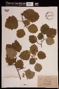 Crataegus coccinea image