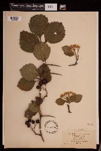 Media resource of Crataegus macracantha