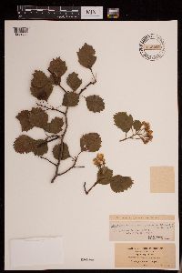 Crataegus chrysocarpa var. praecox image