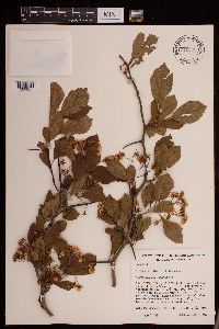 Image of Crataegus shinnersii