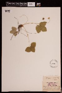 Fragaria vesca image