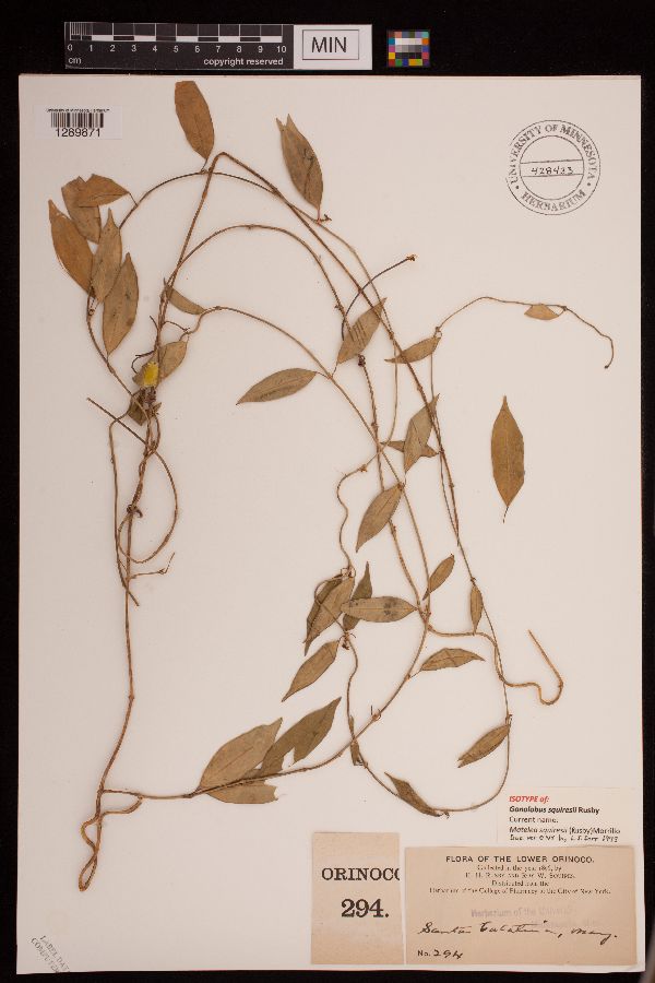 Matelea squiresii image