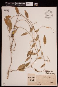 Image of Matelea squiresii