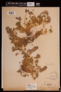 Lupinus lepidus var. lobbii image