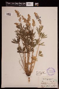 Lupinus arbustus image