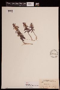 Media resource of Mentha rubella