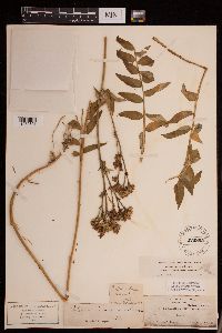 Media resource of Polemonium helleri