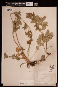 Drymocallis convallaria image