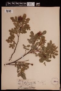 Rosa arkansana image