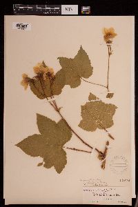 Media resource of Rubus parviflorus