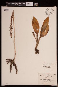 Media resource of Deiregyne tenuiflora