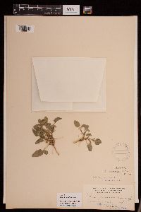 Viola vallicola image