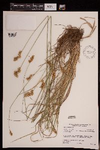 Carex merritt-fernaldii image