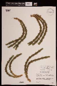 Huperzia x buttersii image