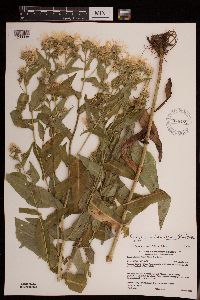 Symphyotrichum firmum image