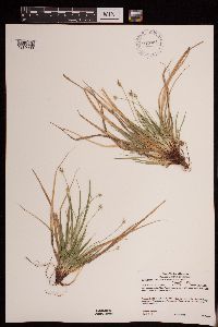 Carex tonsa var. tonsa image