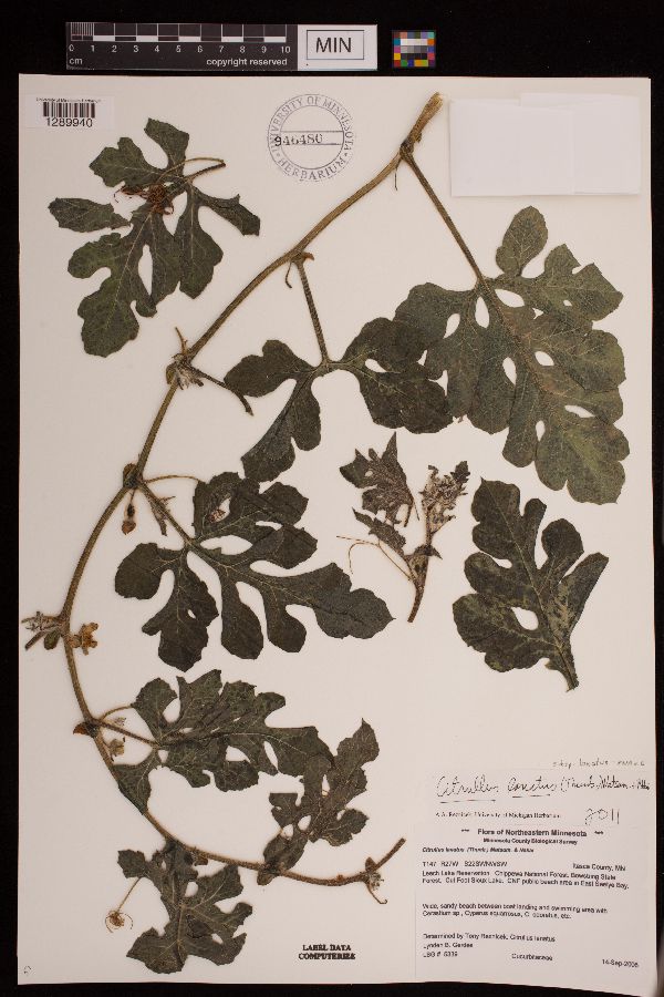 Citrullus lanatus subsp. lanatus image