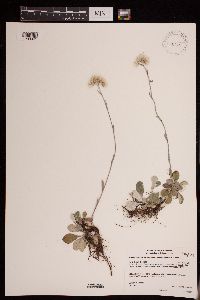 Antennaria howellii image