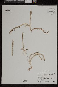 Lycopodiella inundata image