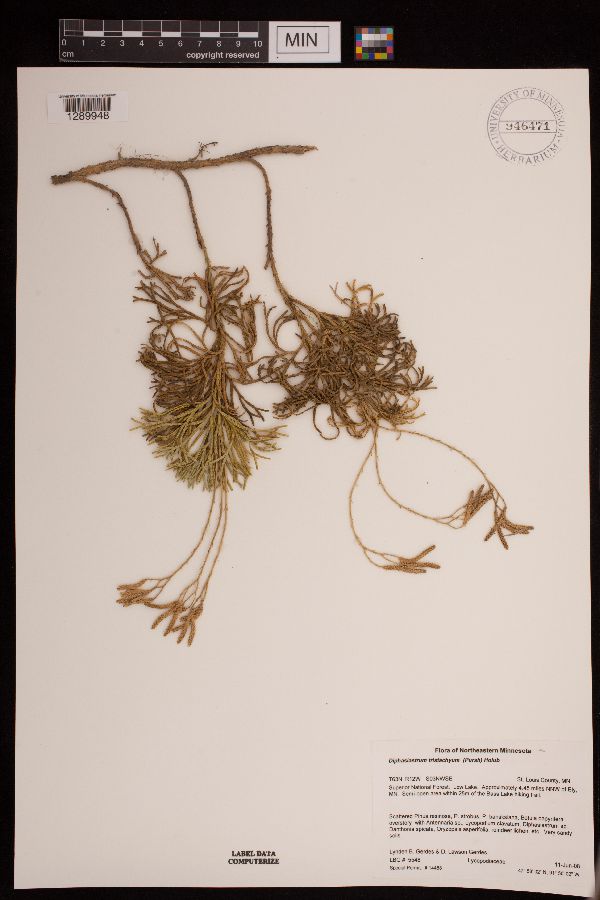 Diphasiastrum tristachyum image