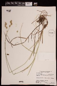 Carex merritt-fernaldii image