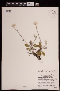 Antennaria parlinii subsp. fallax image