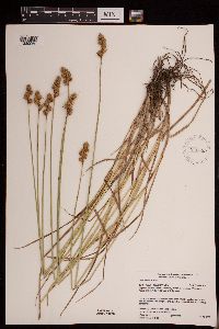 Carex adusta image