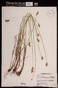Carex adusta image