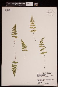 Media resource of Cystopteris tenuis