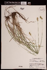 Carex merritt-fernaldii image
