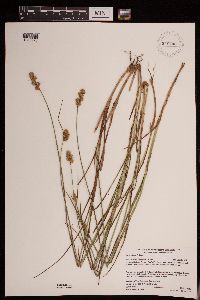 Carex adusta image