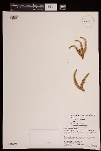 Huperzia x josephbeitelii image