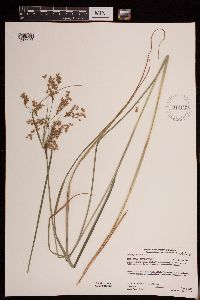 Scirpus pedicellatus image