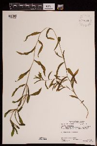 Potamogeton illinoensis image