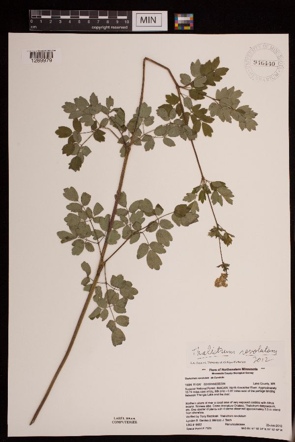 Thalictrum revolutum image