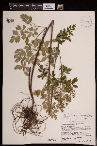 Thalictrum dasycarpum image