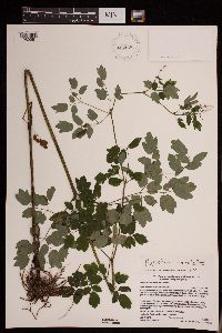 Thalictrum revolutum image