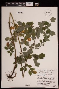 Thalictrum dasycarpum image