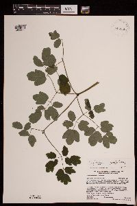 Thalictrum revolutum image