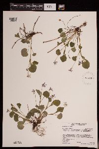 Image of Viola labradorica
