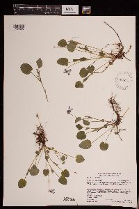 Viola adunca image