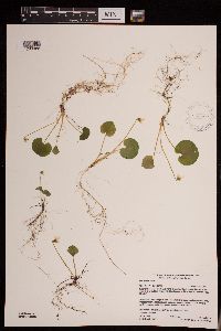 Image of Viola blanda