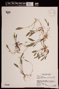 Image of Viola lanceolata